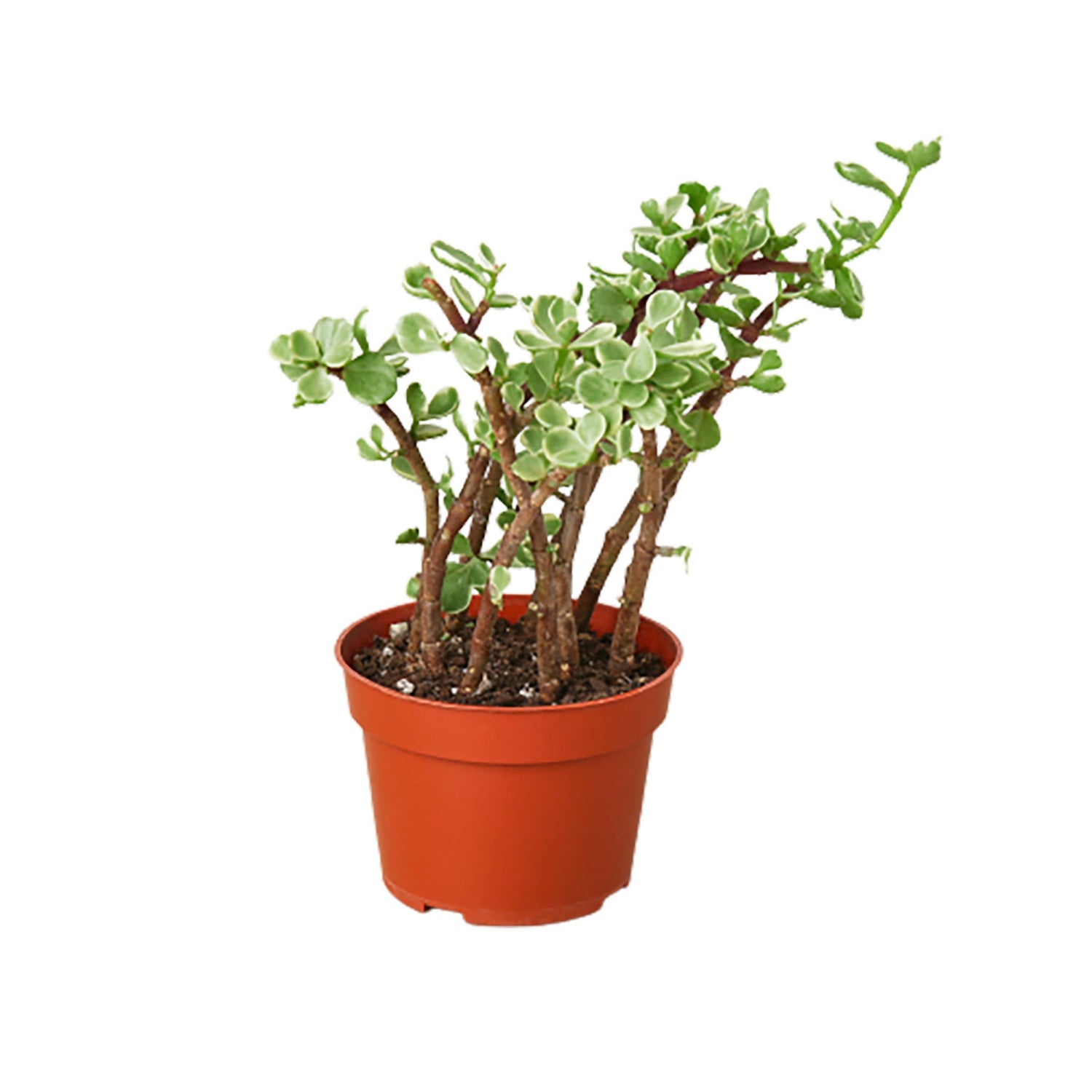 Succulent Portulacaria 'Rainbow Bush' Variegated - 4" Pot