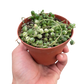 Succulent 'String of Pearls' Variegated