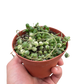 Succulent 'String of Pearls' Variegated
