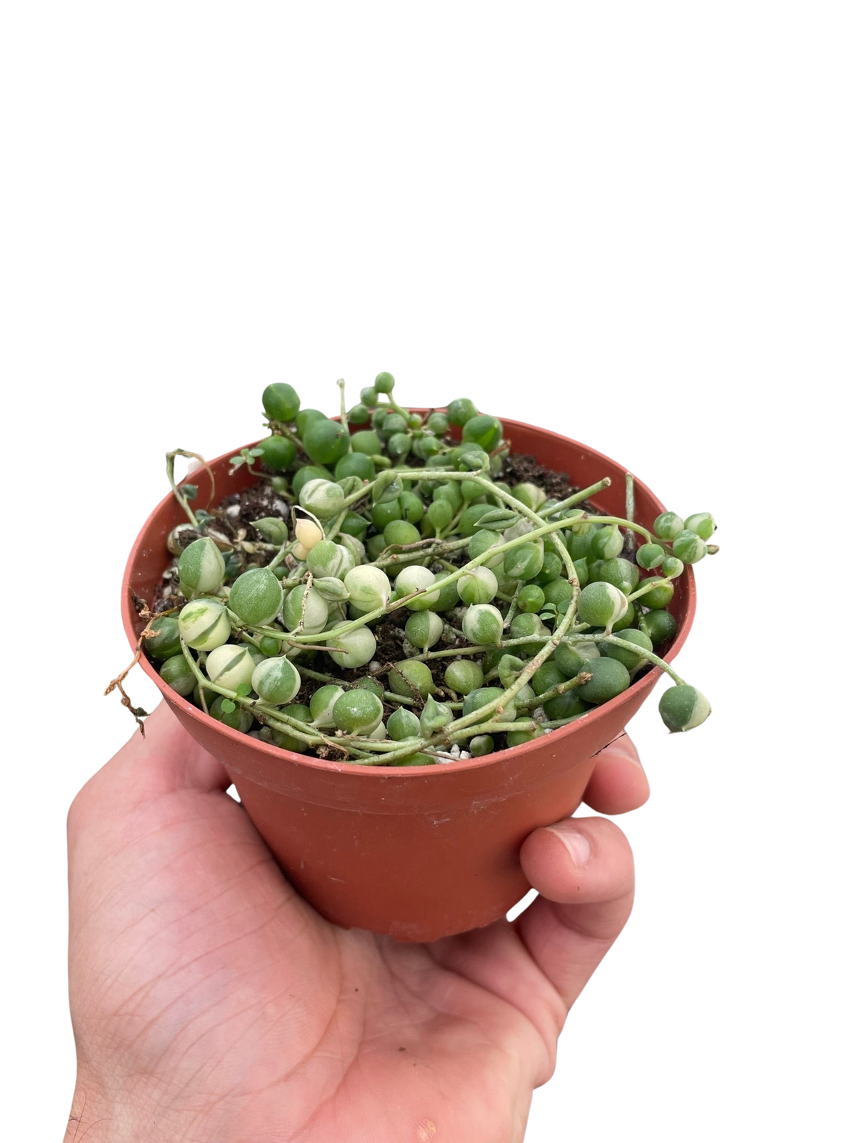 Var Garland Variegated String of Pearls | Rare Trailing Succulent Plant – The ...