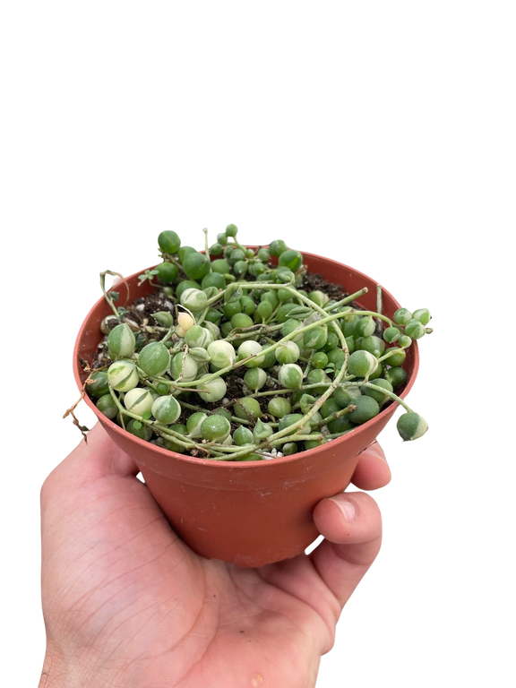variegated trailing succulents Succulent 'String of Pearls' Variegated