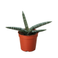 Succulent Stapelia African Starfish