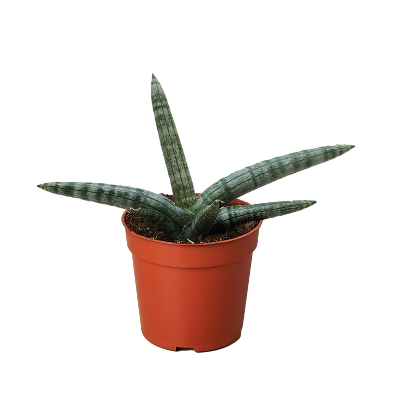 starfish plant succulent Succulent Stapelia African Starfish – The Garland Guy
