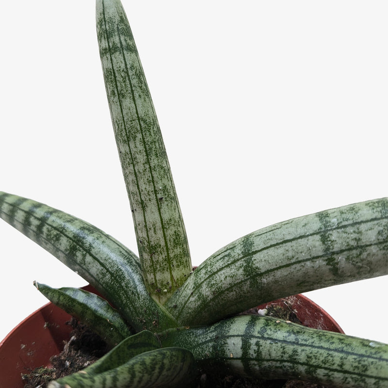 starfish looking succulent Succulent Stapelia African Starfish – The Garland Guy