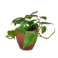 Philodendron Cordatum (Philodendron cordatum) – Easy-Care Heartleaf Vine