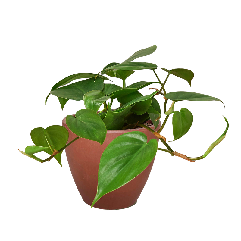 Philodendron Cordatum (Philodendron cordatum) – Easy-Care Heartleaf Vine