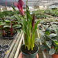 Calla Lily (Zantedeschia) – Elegant, Colorful, and Versatile