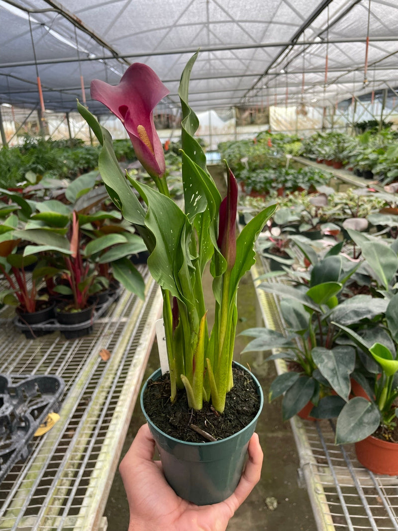 Calla Lily (Zantedeschia) – Elegant, Colorful, and Versatile
