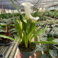 Calla Lily (Zantedeschia) – Elegant, Colorful, and Versatile
