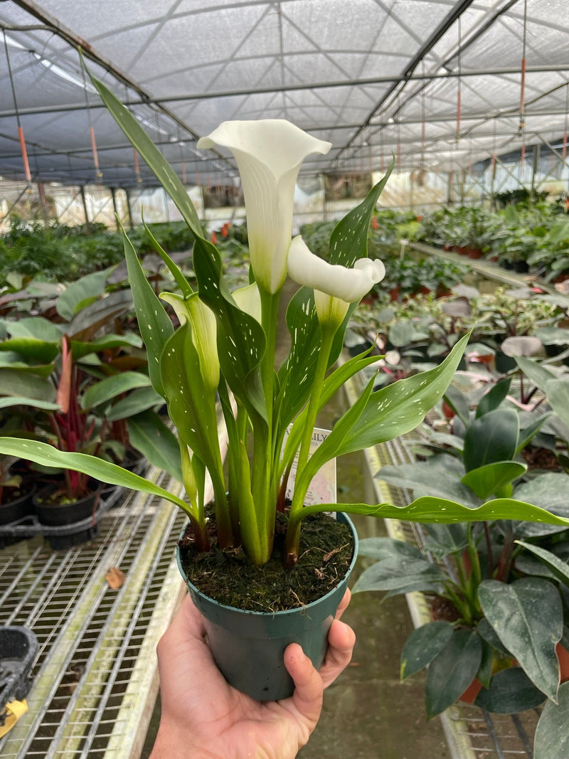 Calla Lily (Zantedeschia) – Elegant, Colorful, and Versatile