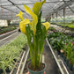 Calla Lily (Zantedeschia) – Elegant, Colorful, and Versatile