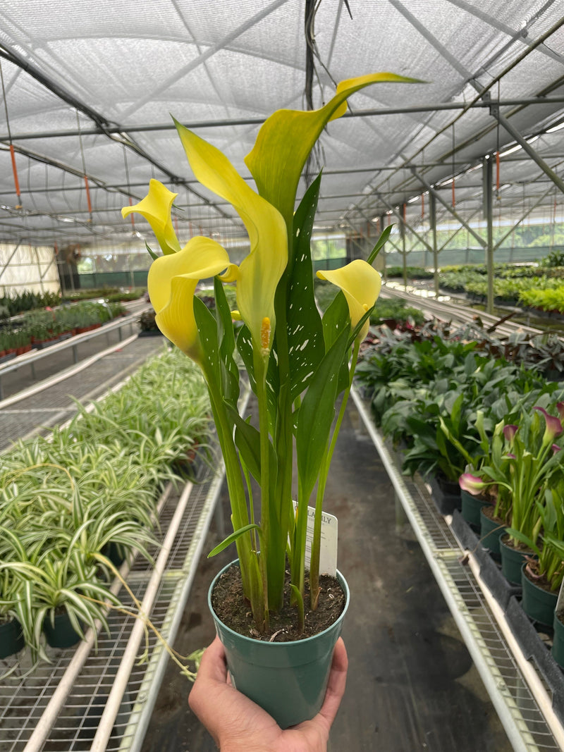 Calla Lily (Zantedeschia) – Elegant, Colorful, and Versatile