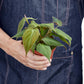 Philodendron Micans (Philodendron hederaceum) – Velvety, Vining, and Elegant