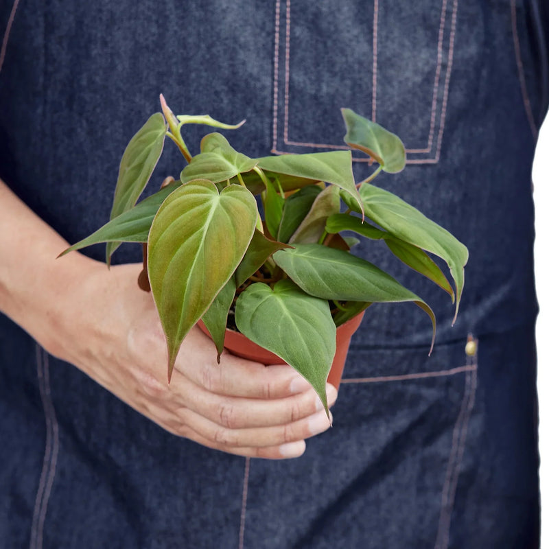 Philodendron Micans (Philodendron hederaceum) – Velvety, Vining, and Elegant