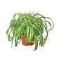 Spider Plant (Chlorophytum comosum) – Air-Purifying, Easy-Care Classic