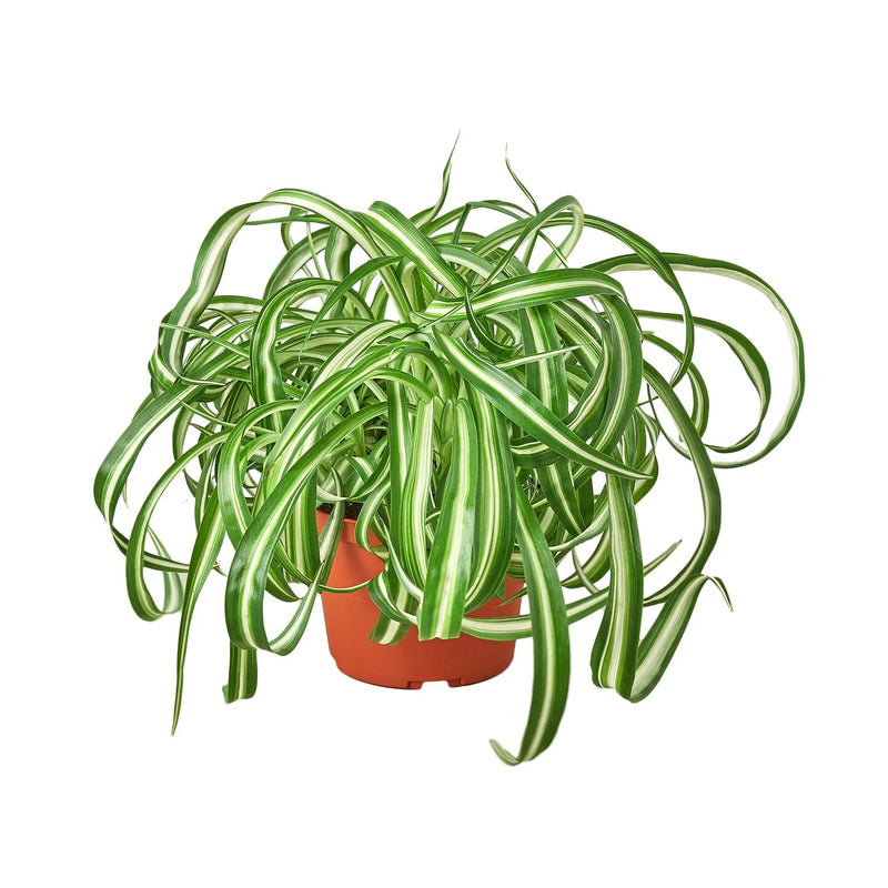 Spider Plant (Chlorophytum comosum) – Air-Purifying, Easy-Care Classic