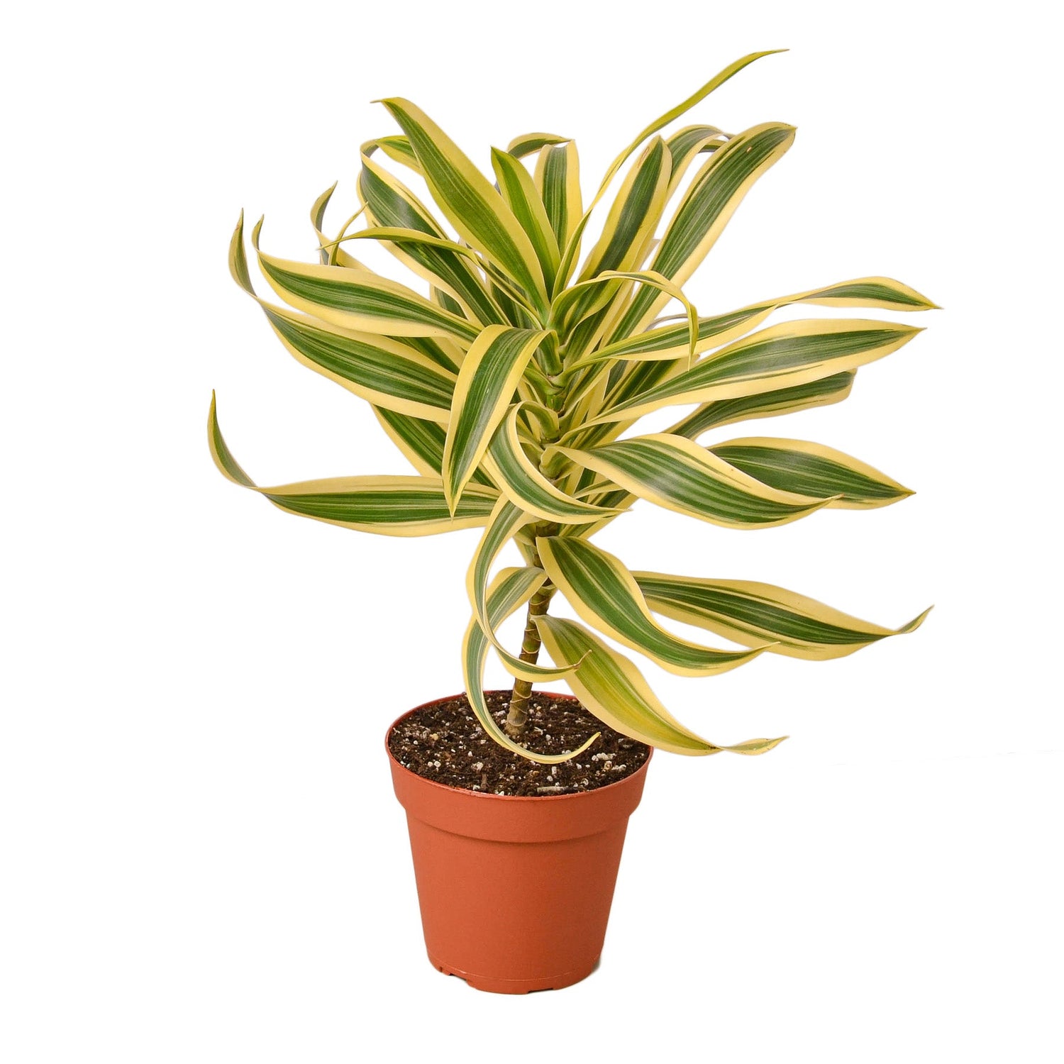 Dracaena ‘Song of India’ (Dragon Tree) – Bright & Hardy Tropical Beauty