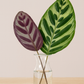 Opal Leaf Bunches – 5 Stems of Striking Green & Purple Foliage (7–10")