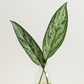 Silver Queen Leaf Bunches – Elegant Greenery for Weddings, Events & Floral Arrangements