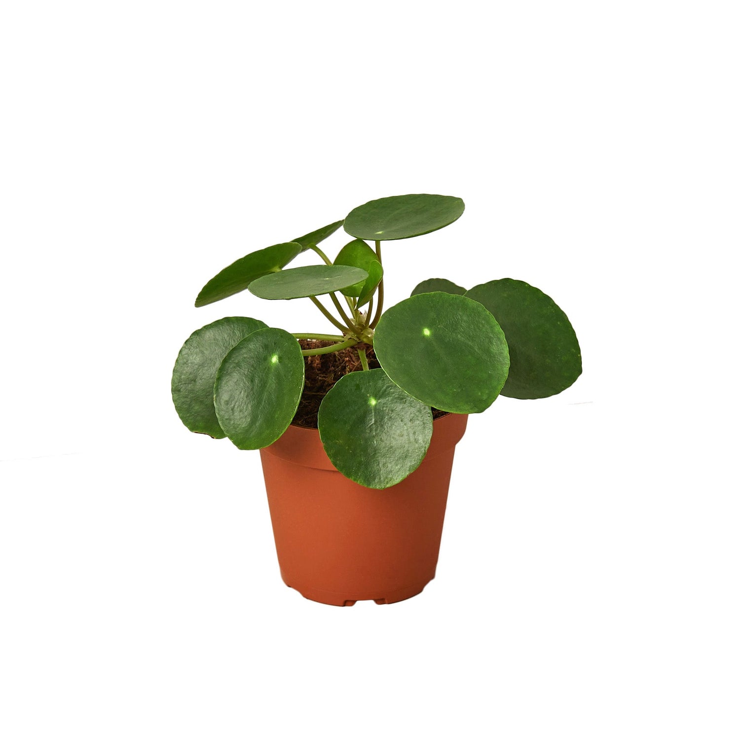Pilea peperomioides (Chinese Money Plant) – Charming & Easy-Care Houseplant