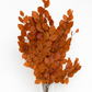 Copper Beech- Fall Preserved Leaves