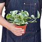 Pothos, Epipremnum aureum (Devil’s Ivy) – Easy-Care Indoor Vining Plant