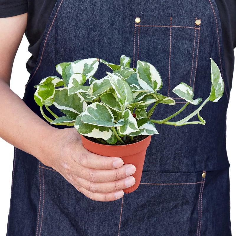 Pothos, Epipremnum aureum (Devil’s Ivy) – Easy-Care Indoor Vining Plant