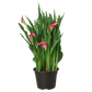 Calla Lily (Zantedeschia) – Elegant, Colorful, and Versatile