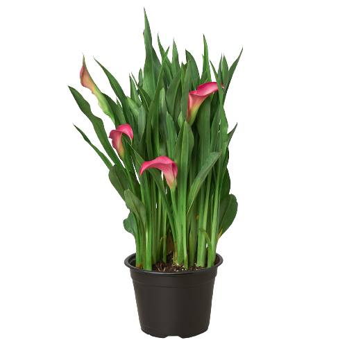 Calla Lily (Zantedeschia) – Elegant, Colorful, and Versatile