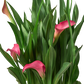 Calla Lily (Zantedeschia) – Elegant, Colorful, and Versatile