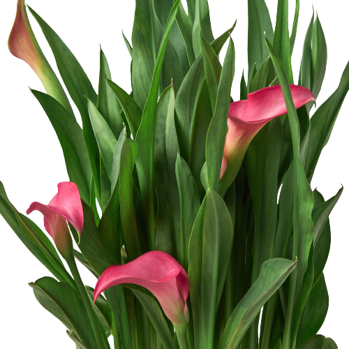 Calla Lily (Zantedeschia) – Elegant, Colorful, and Versatile