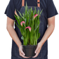 Calla Lily (Zantedeschia) – Elegant, Colorful, and Versatile