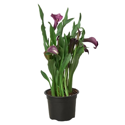 Calla Lily (Zantedeschia) – Elegant, Colorful, and Versatile