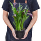 Calla Lily (Zantedeschia) – Elegant, Colorful, and Versatile
