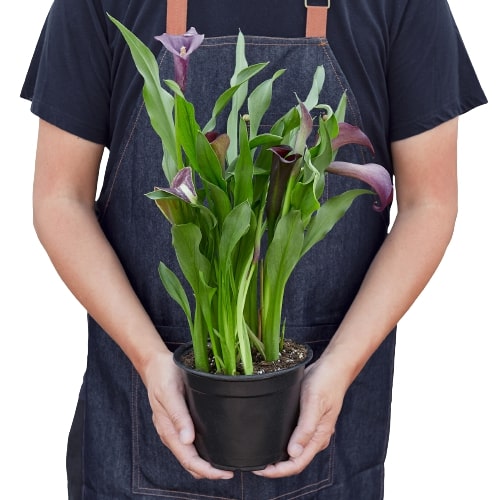 Calla Lily (Zantedeschia) – Elegant, Colorful, and Versatile