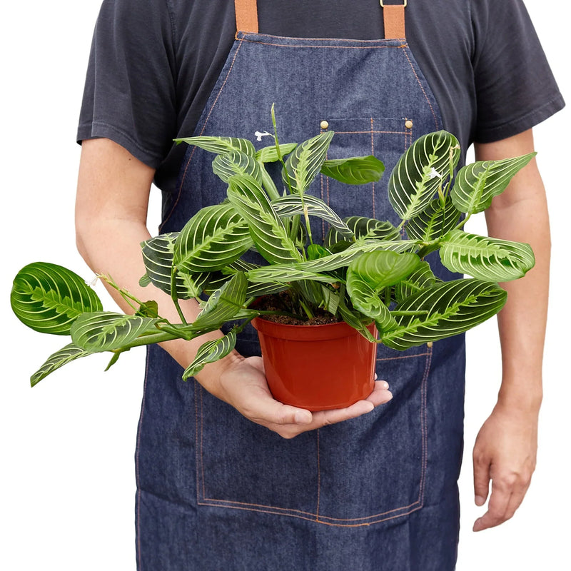 Prayer Plant (Maranta) – Colorful, Pet-Safe Tropical Beauty