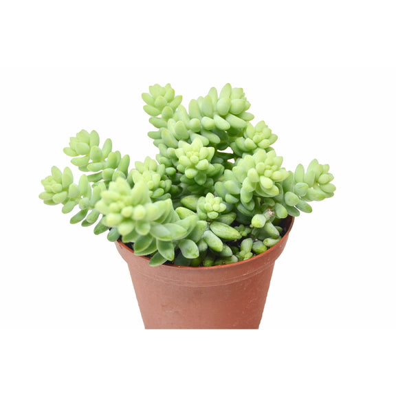 white stonecrop succulent Sedum 'White Stone Crop' Succulent