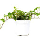 English Ivy 'Eva'