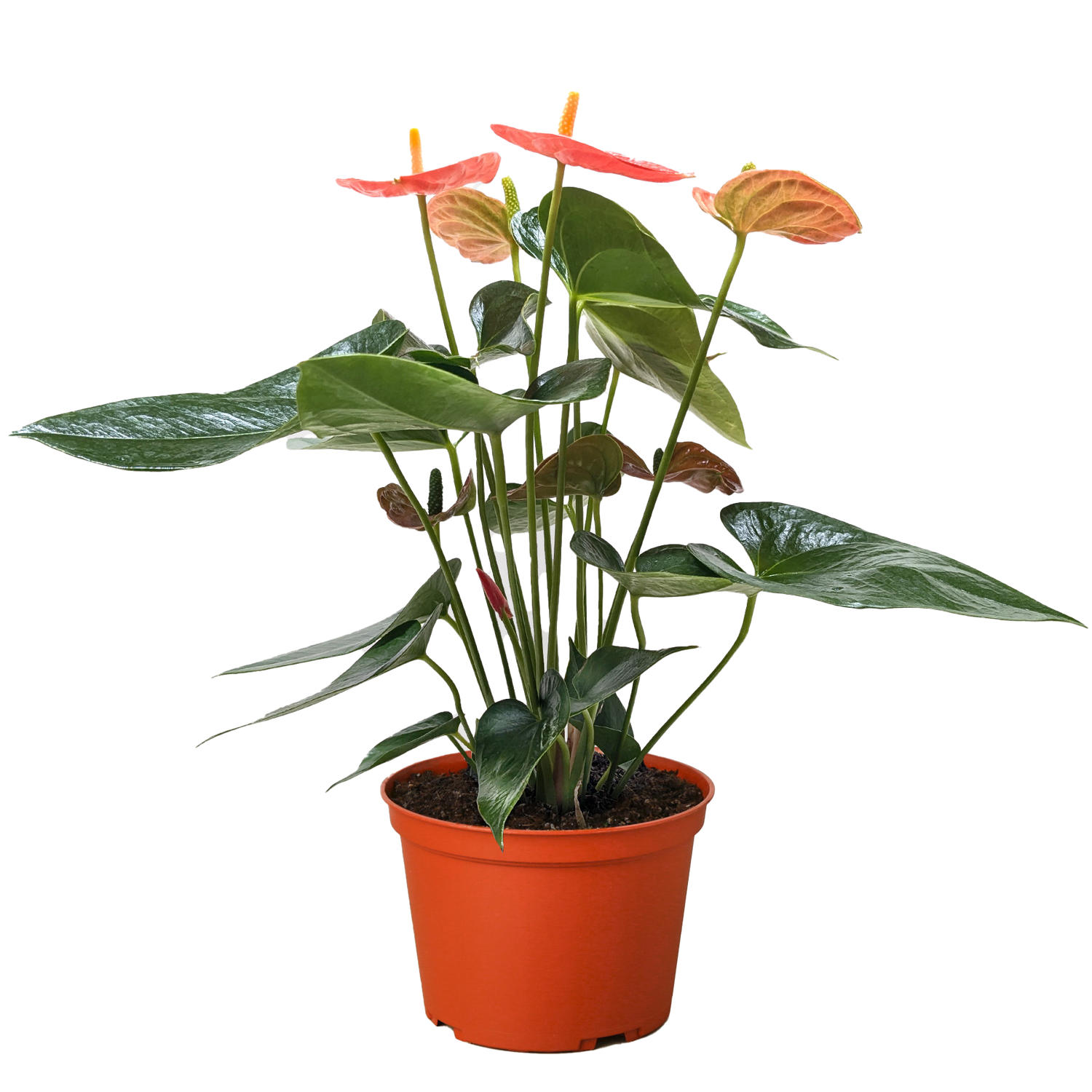 anthurium cognac Anthurium 'Orange' – The Garland Guy