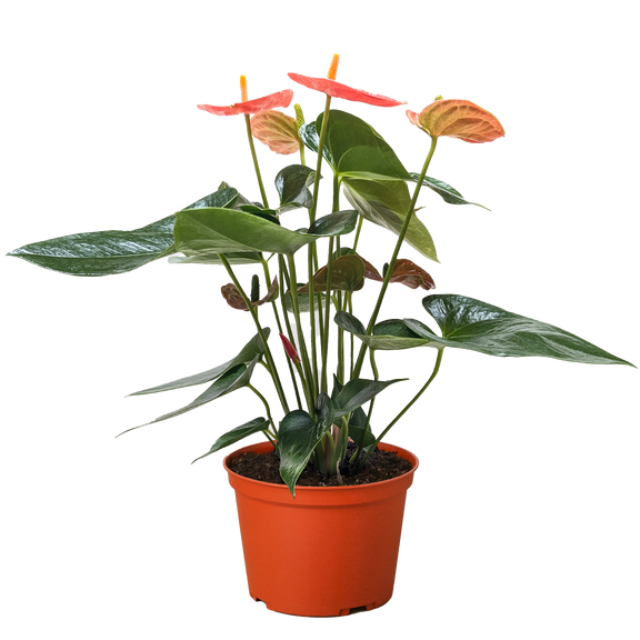 anthurium comnmon name Anthurium 'Orange'