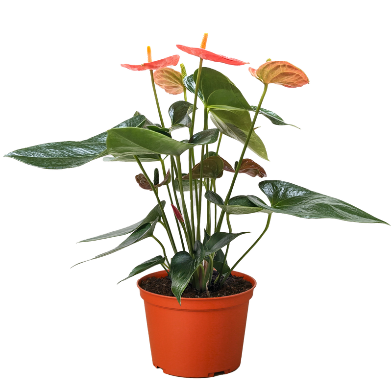 Anthurium 'Orange'
