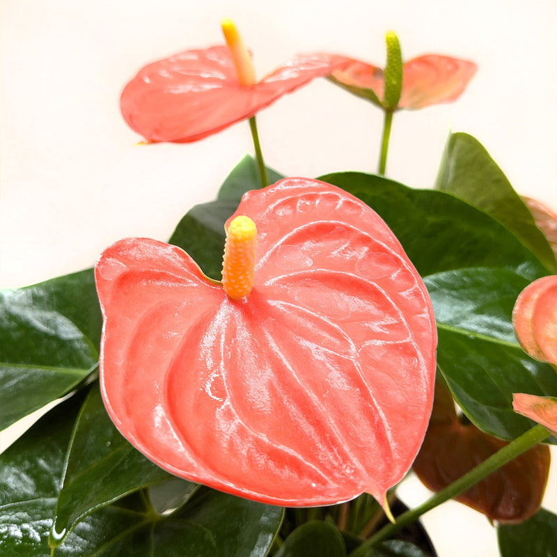 anthurium plante Anthurium 'Orange'