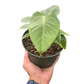 King Anthurium (Anthurium veitchii) – The Royal Showstopper of Tropical Plants