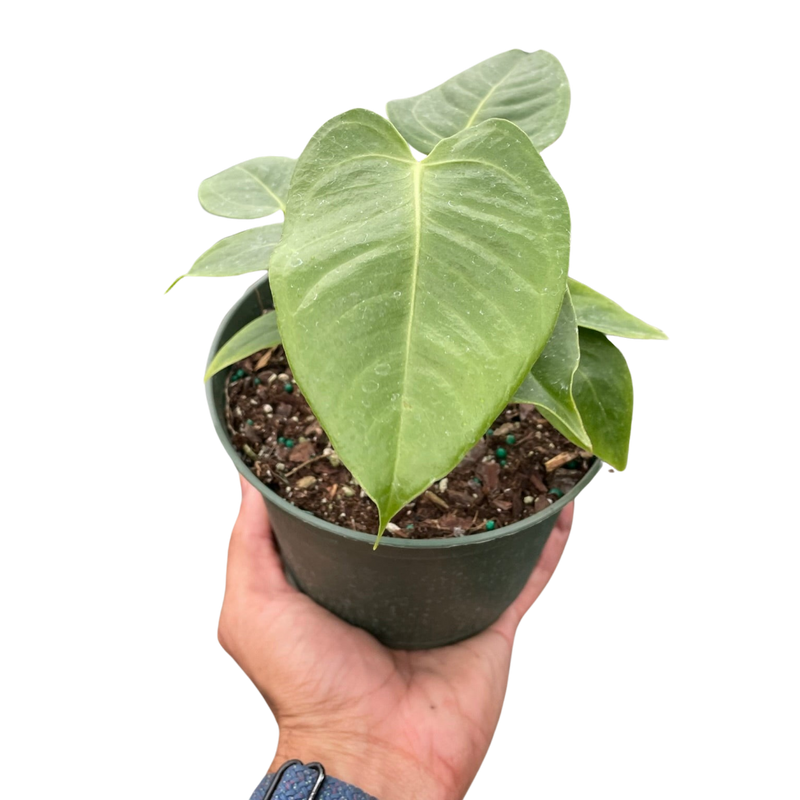 King Anthurium (Anthurium veitchii) – The Royal Showstopper of Tropical Plants