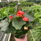 Begonia 'Reiger'