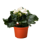 Begonia 'Reiger'