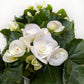 Begonia 'Reiger'