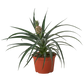 Bromeliad 'Yellow Pineapple' - 6" Pot