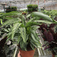 Calathea 'Vittata'
