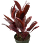 Cordyline ‘Calypso Queen’ (Cordyline fruticosa) – Bold Tropical Foliage